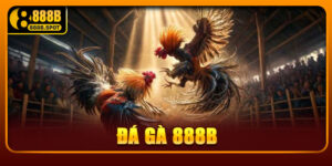 Đá Gà 888B
