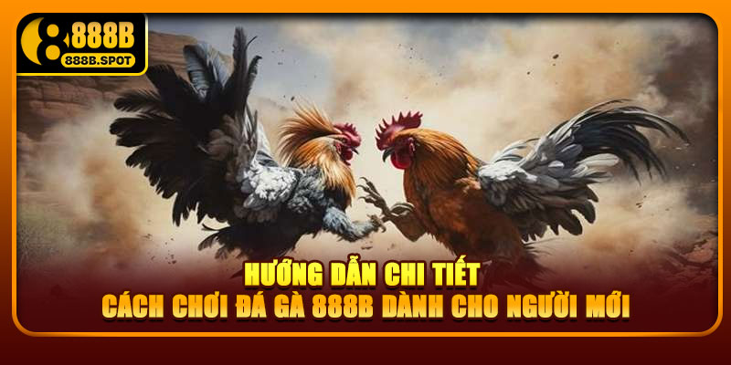 Hướng dẫn chi tiết cách chơi đá gà 888B dành cho người mới