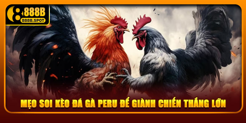 Mẹo soi kèo đá gà Peru để giành chiến thắng lớn