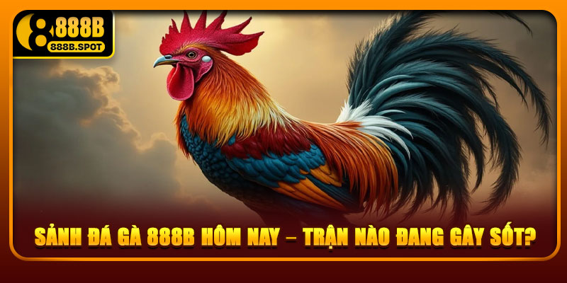Sảnh đá gà 888B hôm nay – Trận nào đang gây sốt?
