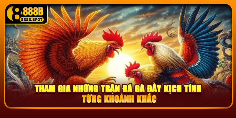 Tham gia những trận đá gà đầy kịch tính từng khoảnh khắc