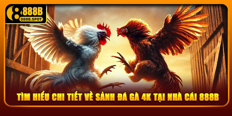 Tìm hiểu chi tiết về sảnh đá gà 4K tại nhà cái 888B